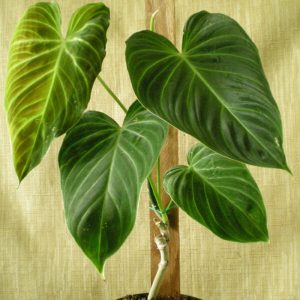 Monstera Obliqua Amazonas